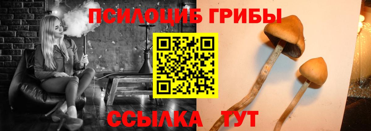 Псилоцибиновые грибы Cubensis Уссурийск